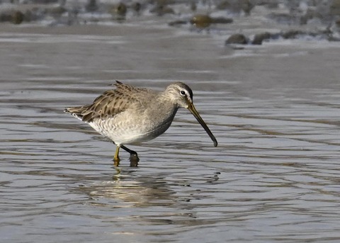 オオハシシギ3652