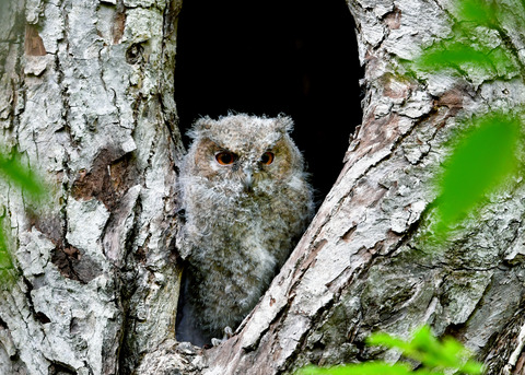 オオコノハズクのヒナ③3684