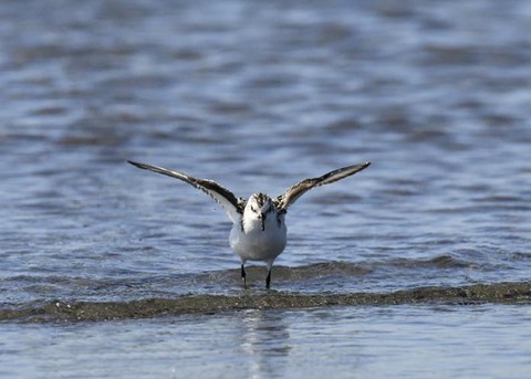 ミユビシギ幼羽8874