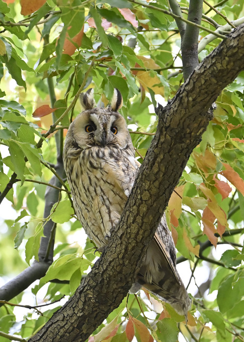 トラフズク♂3772