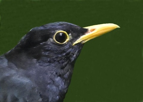 クロツグミ♂4001