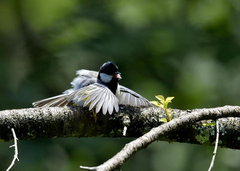 シジュウカラ0980