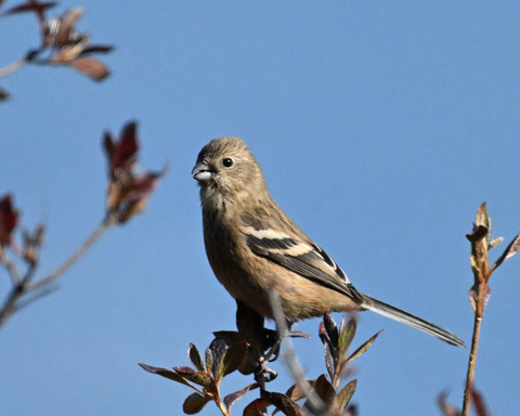 ベニマシコ♀4619