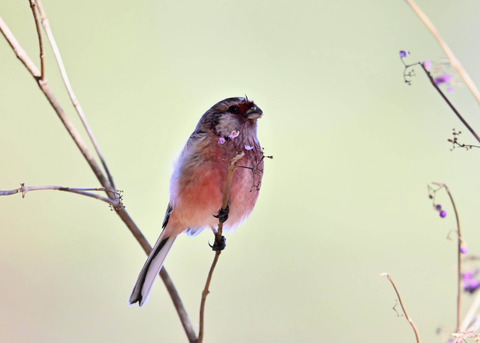 ベニマシコ♂1643