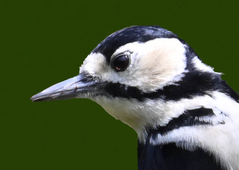 アカゲラ♀2000