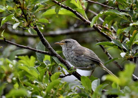 ウグイス幼鳥2715 - コピー