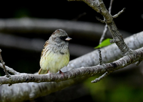 シベリアアオジ♂0403
