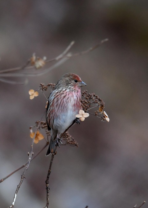 オオマシコ♀5834