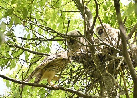 トラフズク♀2041