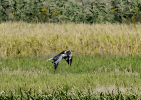 大陸型チュウヒ♂5945