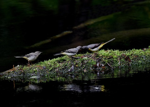 キセキレイ幼鳥8200