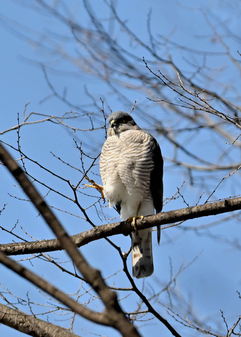 ツミ♀9597