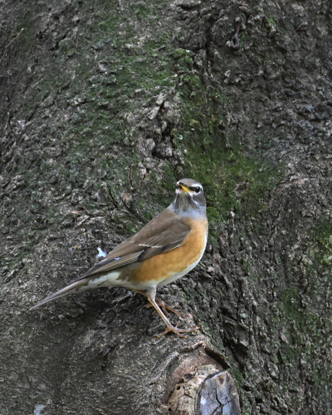 マミチャジナイ0617-01