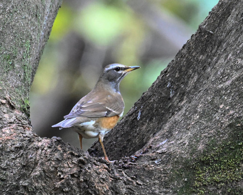 マミチャジナイ1071