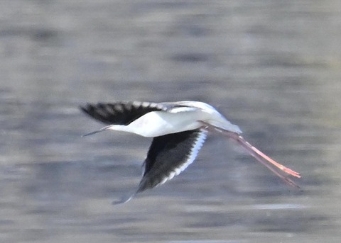 セイタカシギ♂2599