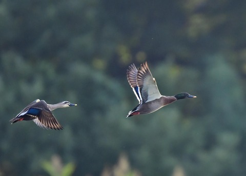 マガモのハイブリッド9610-02
