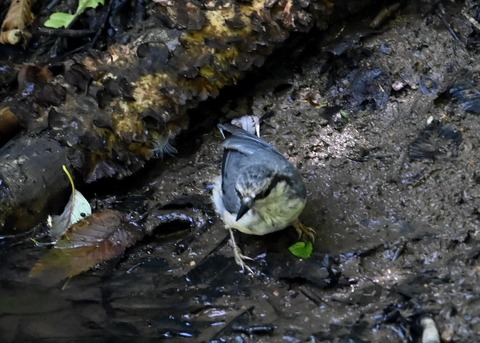 ゴジュウカラ1081