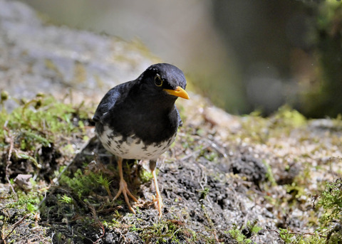 クロツグミ♂5441