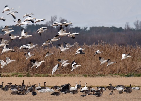 ハクガン6721 - コピー
