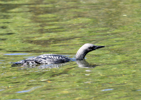 シロエリオオハム夏羽9118