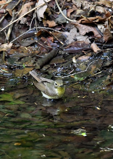 キビタキ♀2457