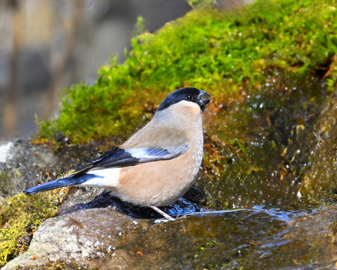ウソ♀0090