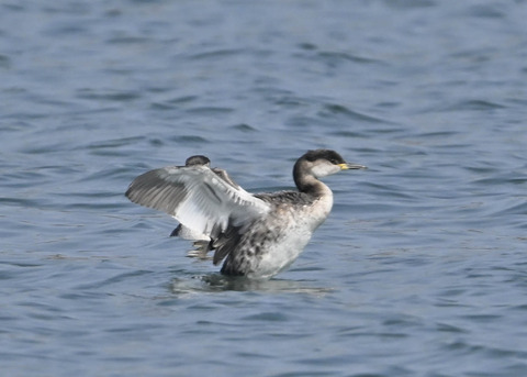 アカエリカイツブリ8003