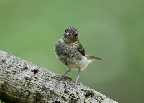 キビタキ幼鳥8468