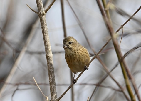 ベニマシコ♀8950