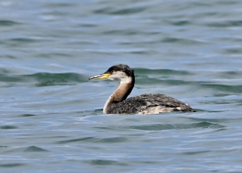 アカエリカイツブリ0662