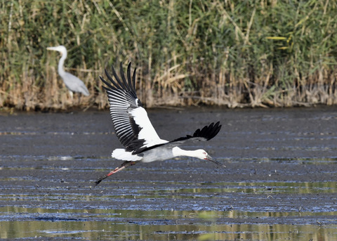 コウノトリ(J0189)6427
