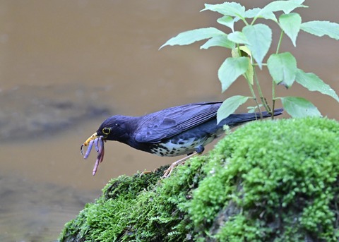 クロツグミ♂8499
