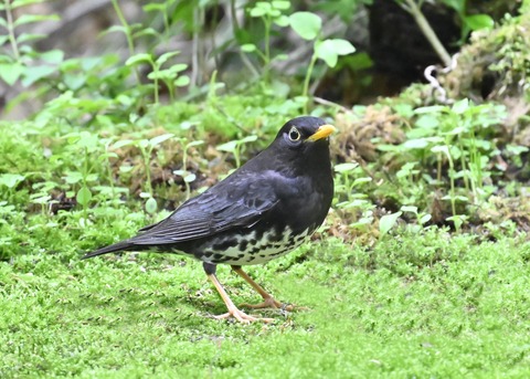 クロツグミ♂3133