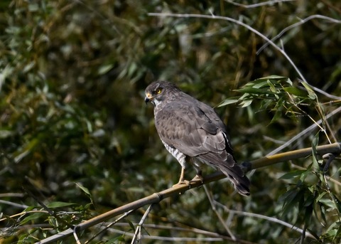 サシバ♀9630