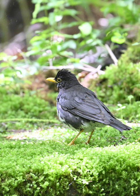 クロツグミ♂0130