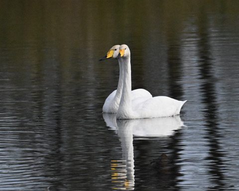 オオハクチョウ4500