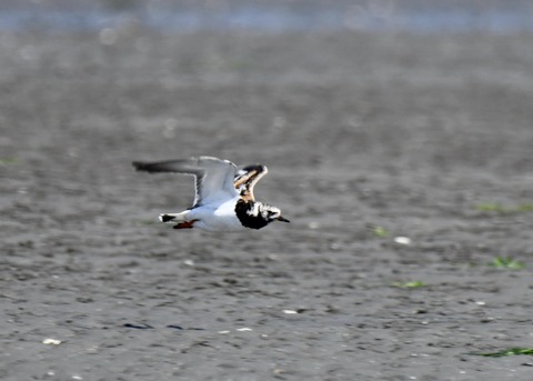 キョウジョシギ2184