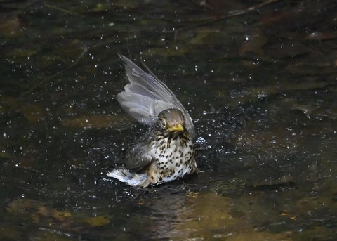 クロツグミ♀6236