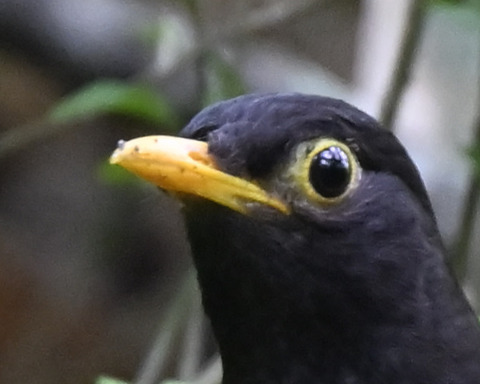 クロツグミ♂5000-1