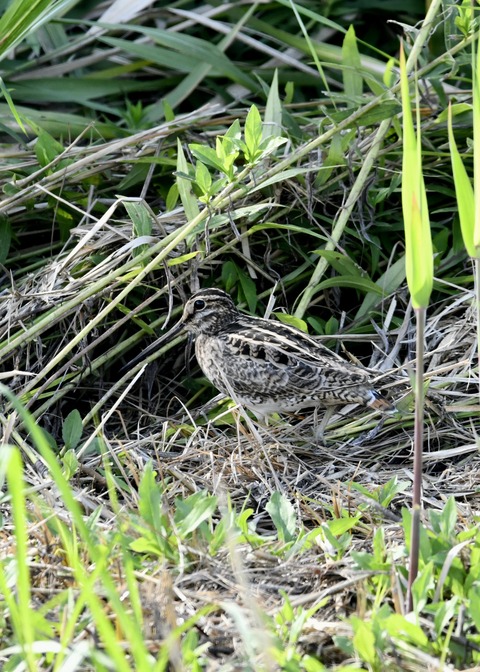 チュウジシギ3288