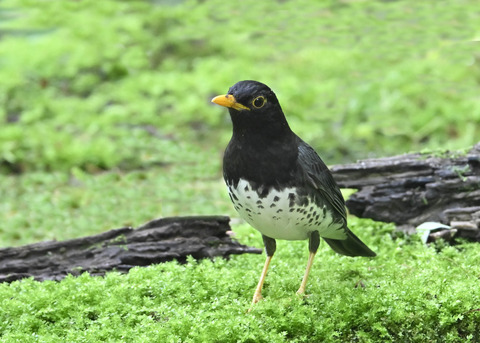 クロツグミ♂5596