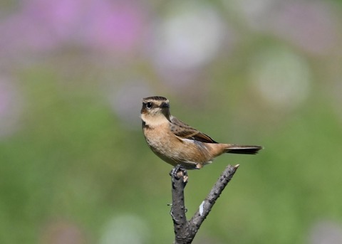 ノビタキ♀1499
