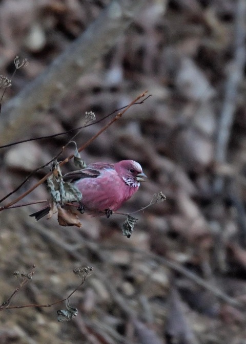 オオマシコ♂5867