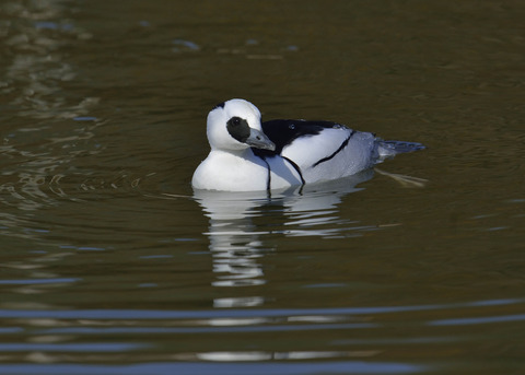 ミコアイサ♂0091