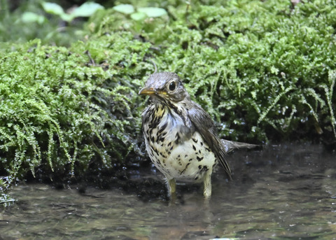 クロツグミ♂幼鳥5469