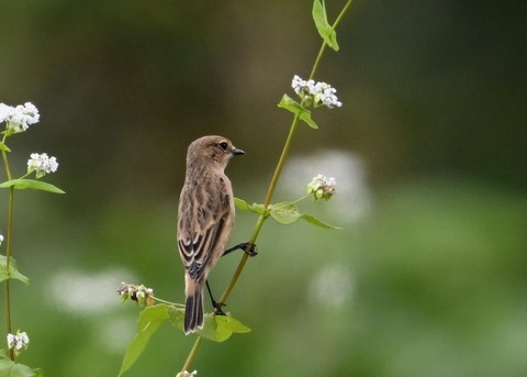 ノビタキ♀3870