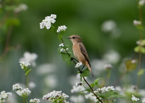 ノビタキ♀3938