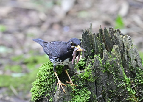 クロツグミ♂8411
