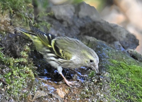 マヒワ♀1341