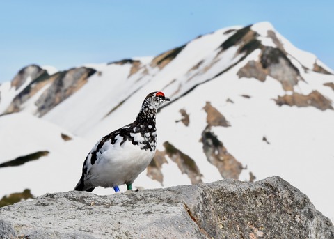 ライチョウ♂3587